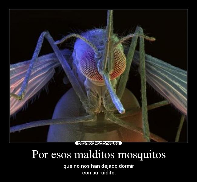 Por esos malditos mosquitos -