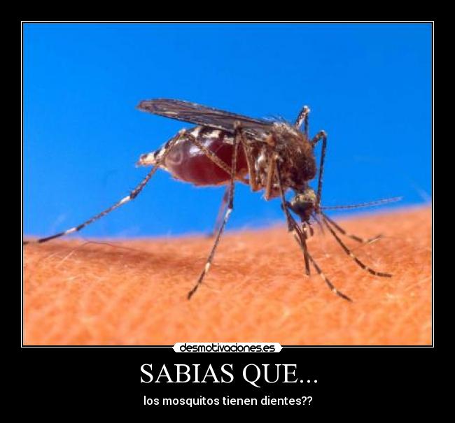 SABIAS QUE... - los mosquitos tienen dientes??