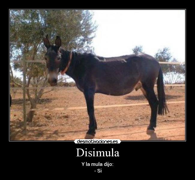 Disimula -