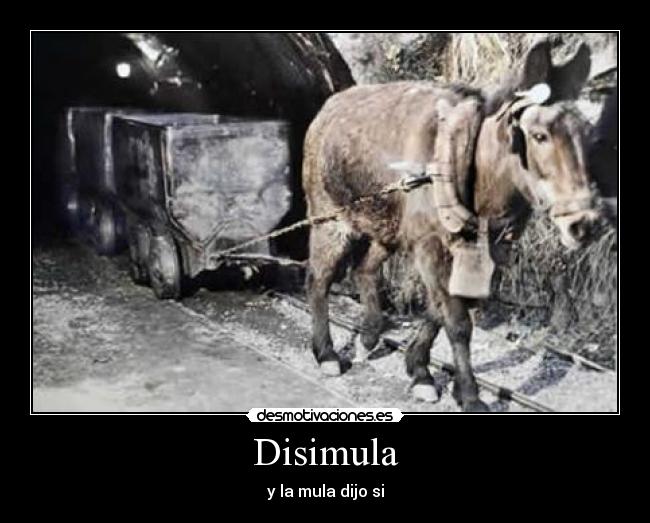 Disimula - y la mula dijo si