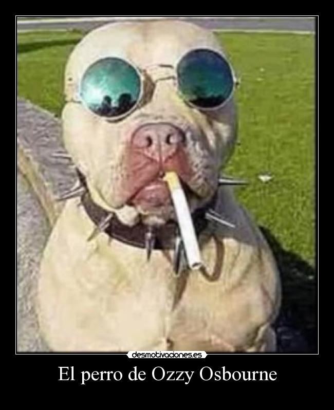 El perro de Ozzy Osbourne -