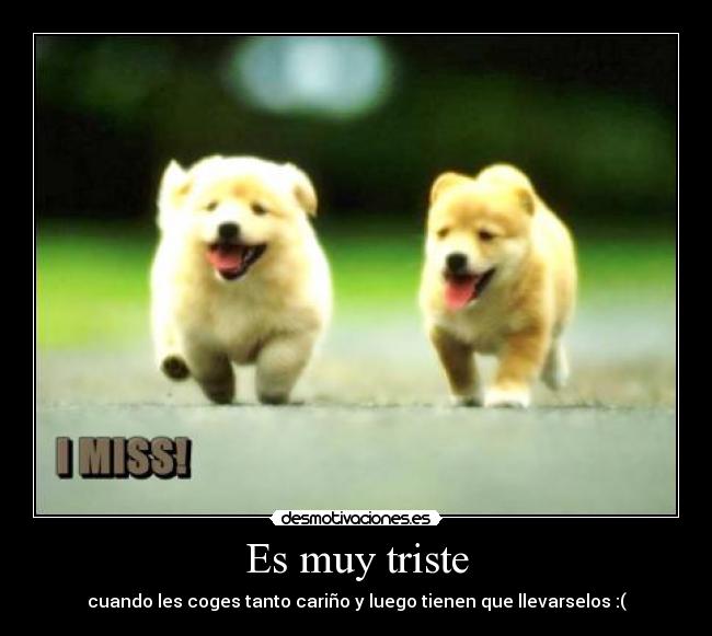 Es muy triste - cuando les coges tanto cariño y luego tienen que llevarselos :(