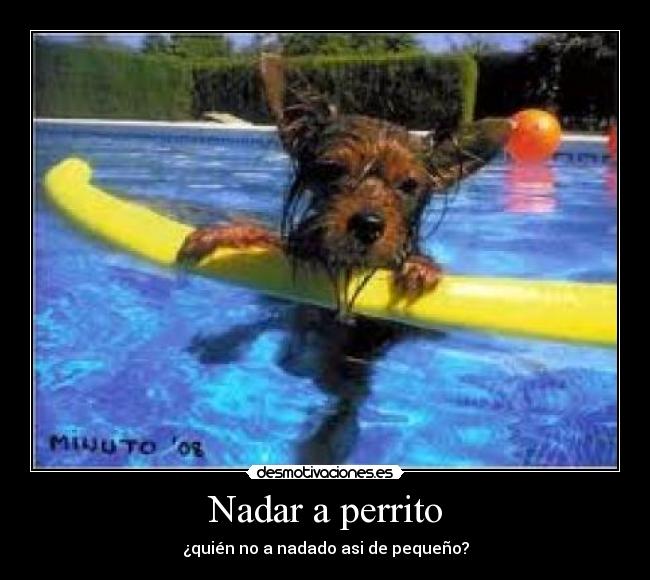 Nadar a perrito -