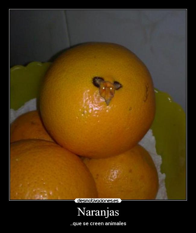 carteles naranjas animales desmotivaciones