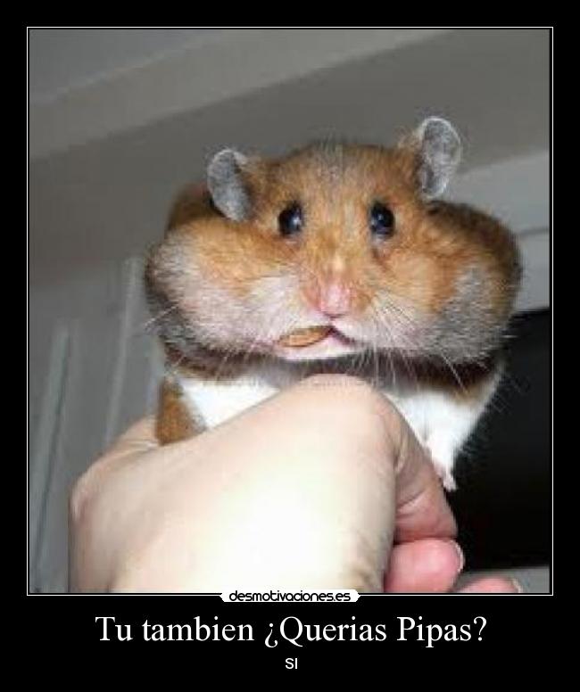 Tu tambien ¿Querias Pipas? -
