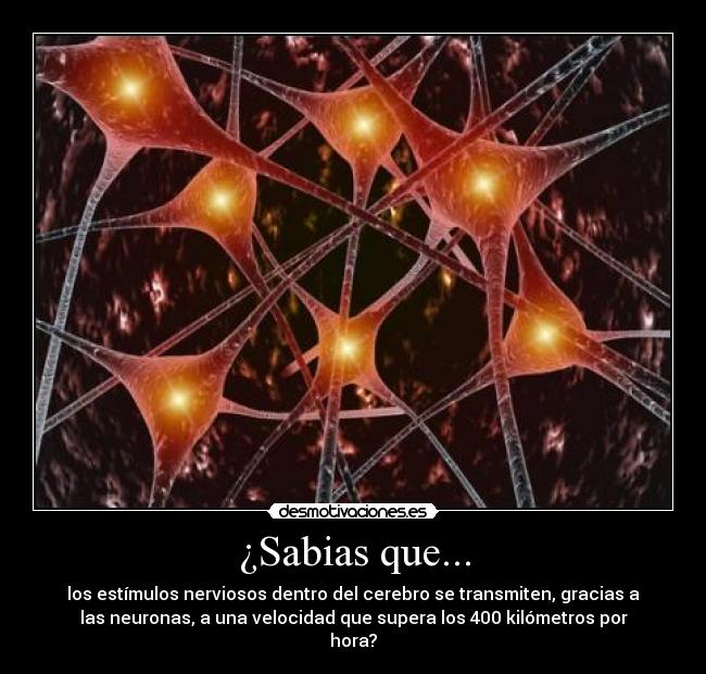 ¿Sabias que... - 