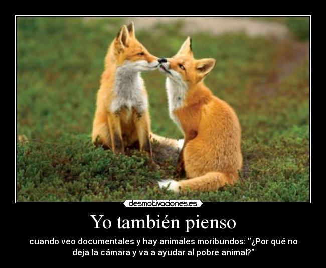 Yo también pienso - cuando veo documentales y hay animales moribundos: ¿Por qué no
deja la cámara y va a ayudar al pobre animal?