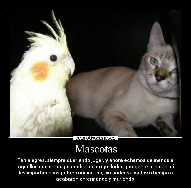 Mascotas -