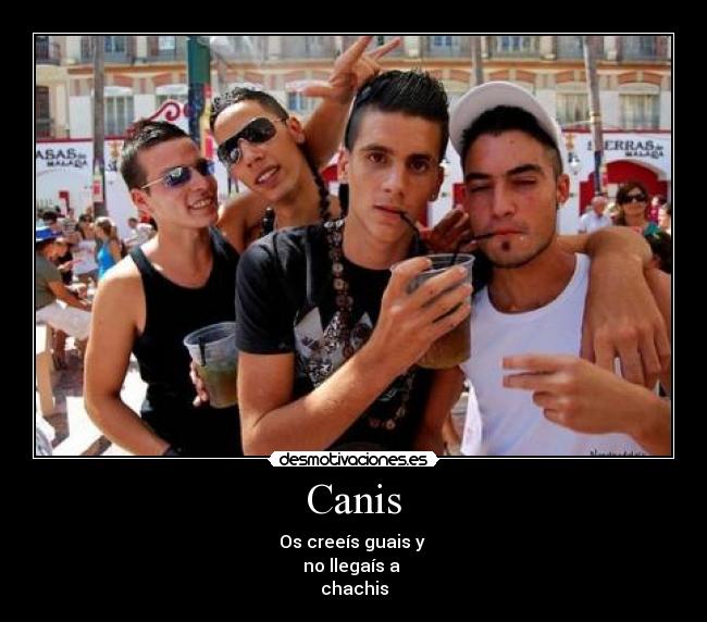 Canis - Os creeís guais y
no llegaís a
chachis