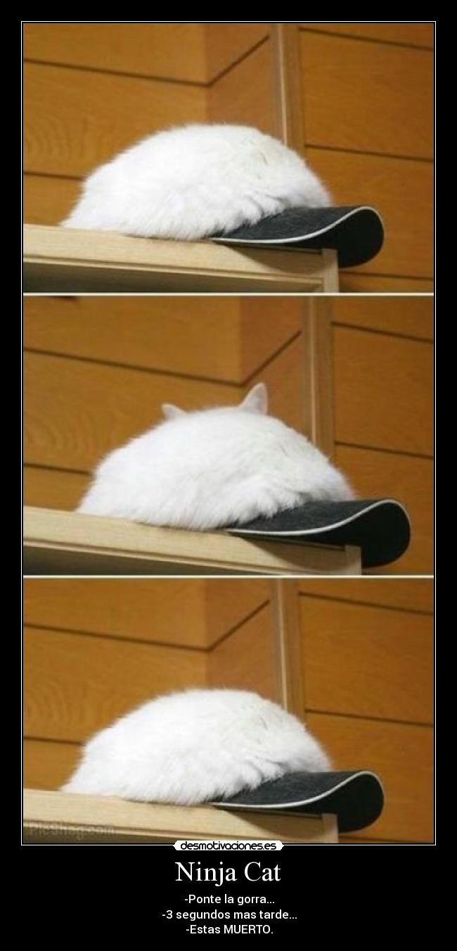 Ninja Cat - 