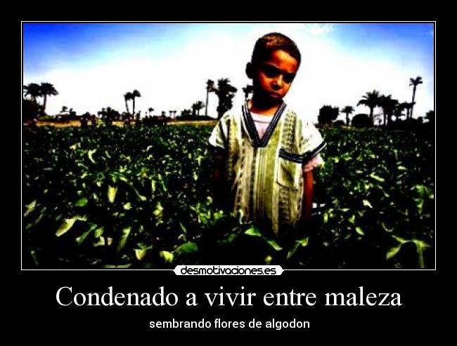 Condenado a vivir entre maleza - 