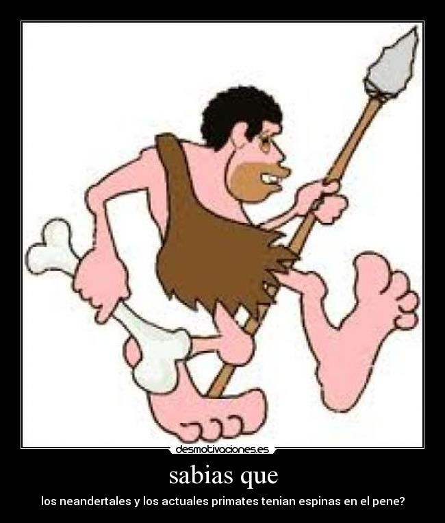 sabias que - los neandertales y los actuales primates tenian espinas en el pene?