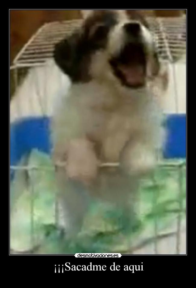 ¡¡¡Sacadme de aqui -