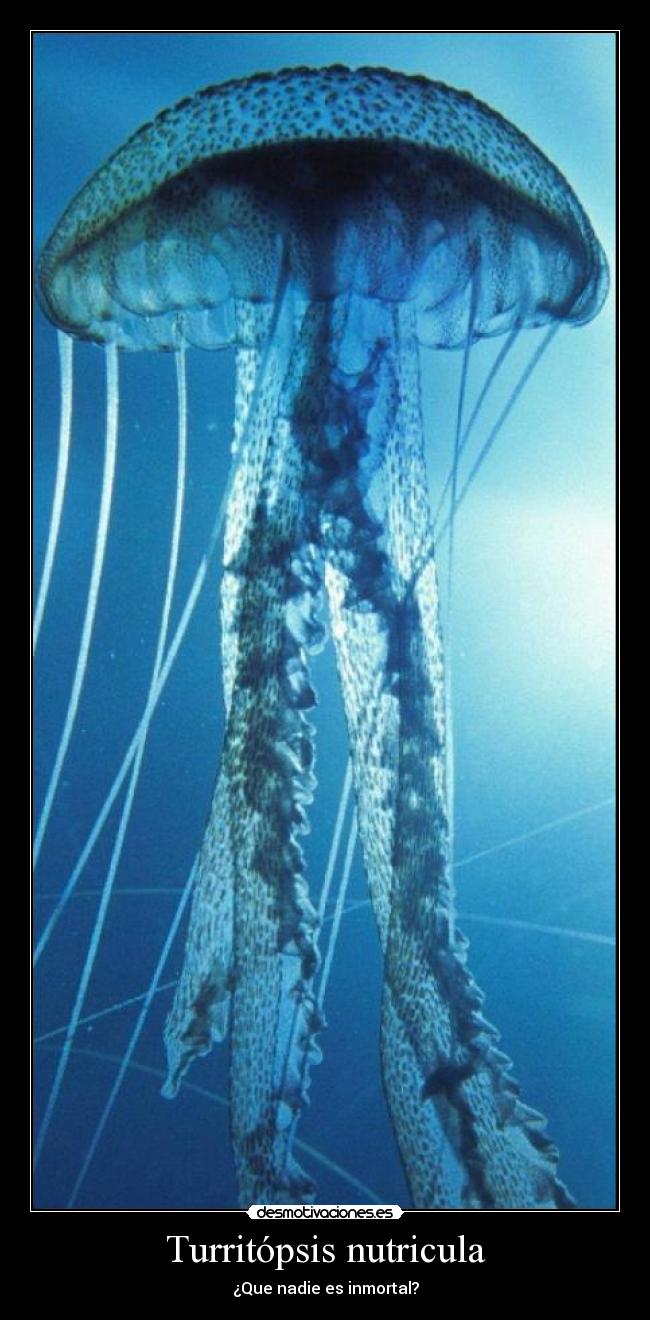 Turritópsis nutricula -