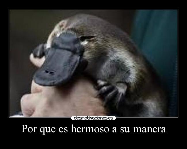 Por que es hermoso a su manera -