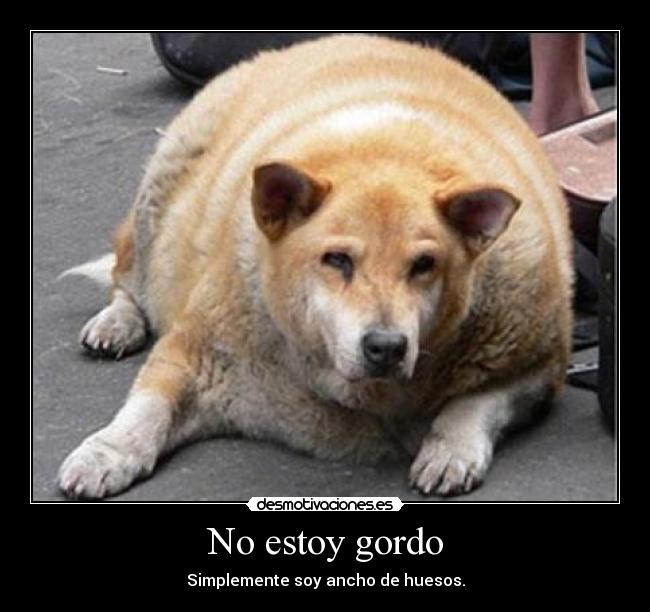 No estoy gordo - Simplemente soy ancho de huesos.
