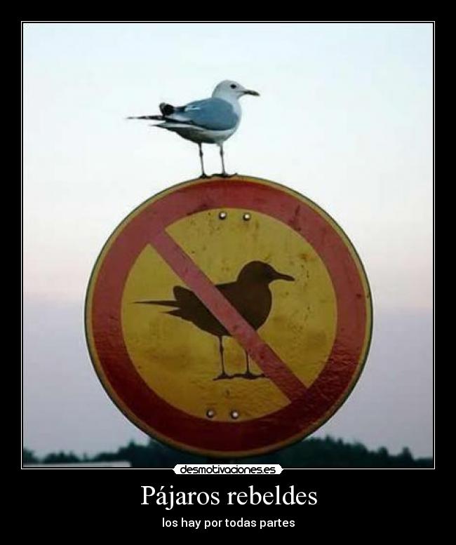 carteles pajaros rebeldes desmotivaciones