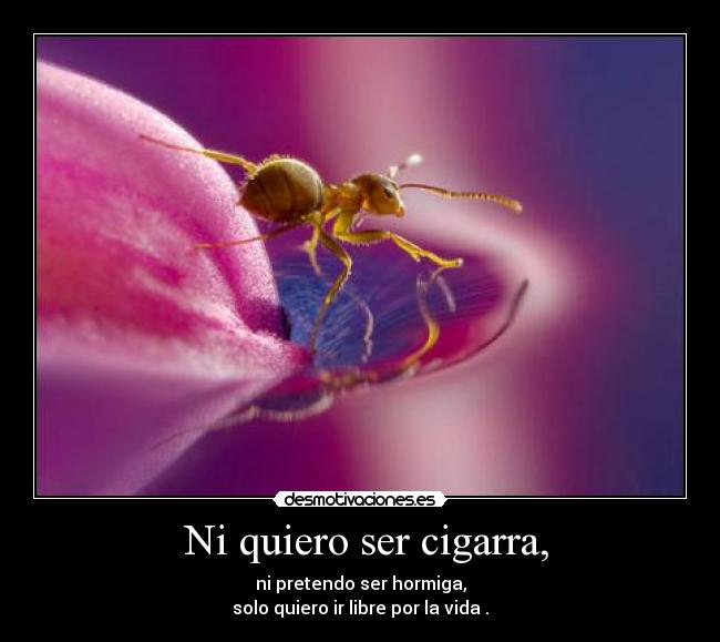 Ni quiero ser cigarra, -