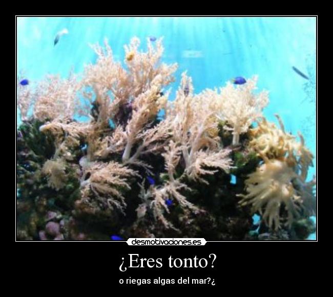 ¿Eres tonto? - o riegas algas del mar?¿