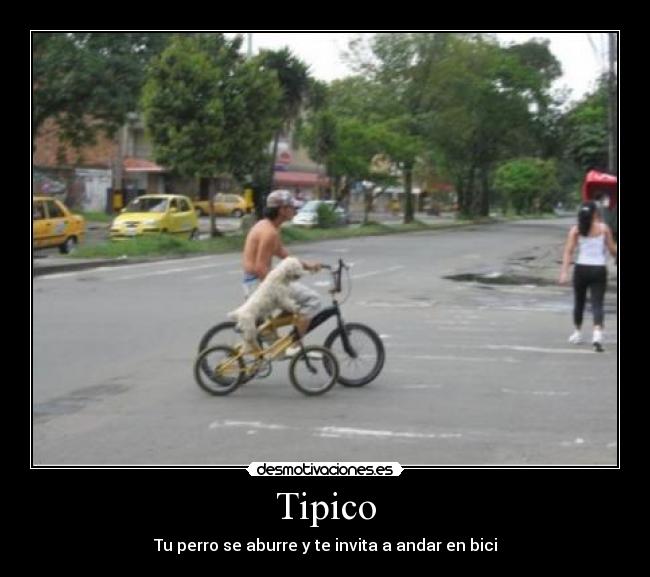 Tipico - Tu perro se aburre y te invita a andar en bici