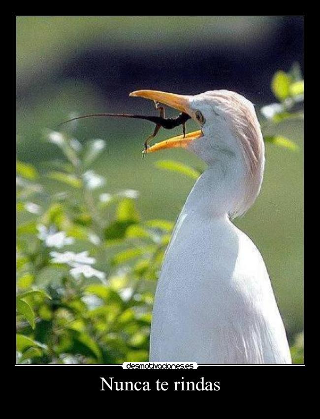 Nunca te rindas -