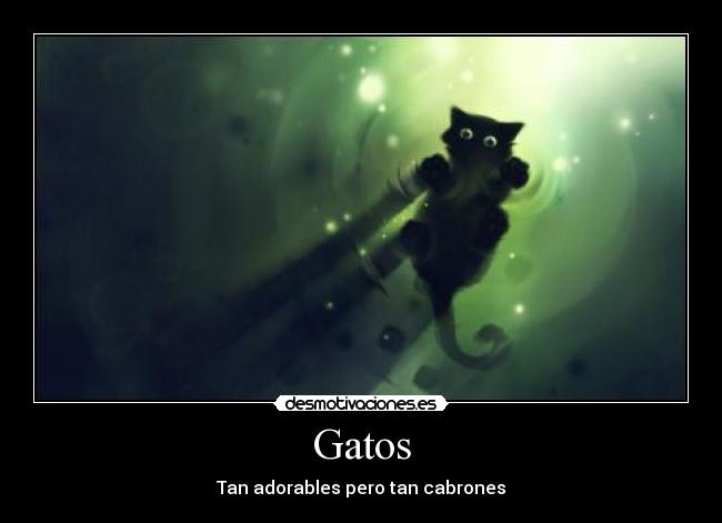 Gatos - Tan adorables pero tan cabrones