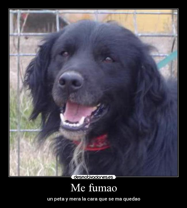 Me fumao - un peta y mera la cara que se ma quedao