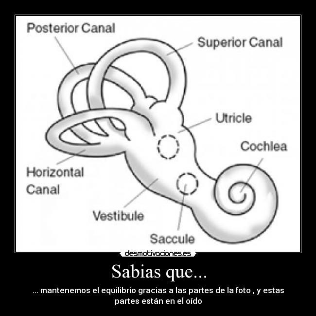 Sabias que... - ... mantenemos el equilibrio gracias a las partes de la foto , y estas
partes están en el oído