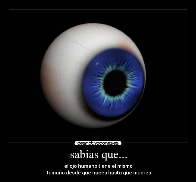 sabias que... - el ojo humano tiene el mismo
 tamaño desde que naces hasta que mueres