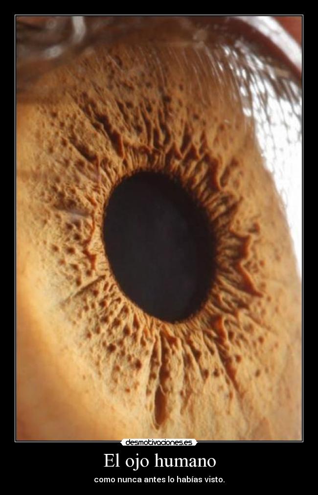 El ojo humano -