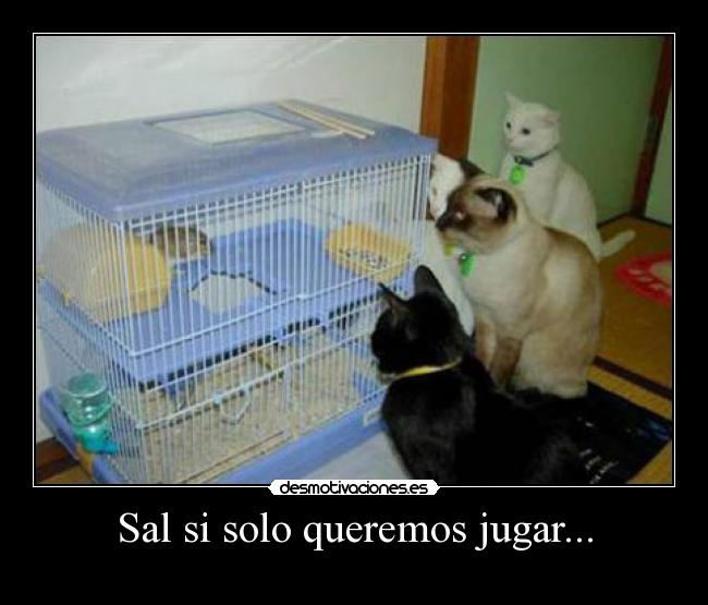 Sal si solo queremos jugar... -