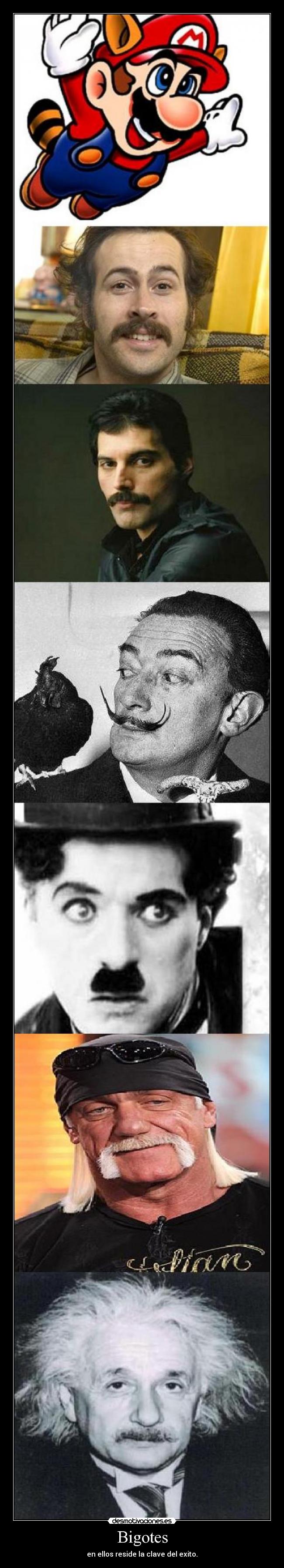 Bigotes - en ellos reside la clave del exito.