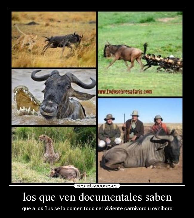 los que ven documentales saben - que a los ñus se lo comen todo ser viviente carnivoro u ovniboro