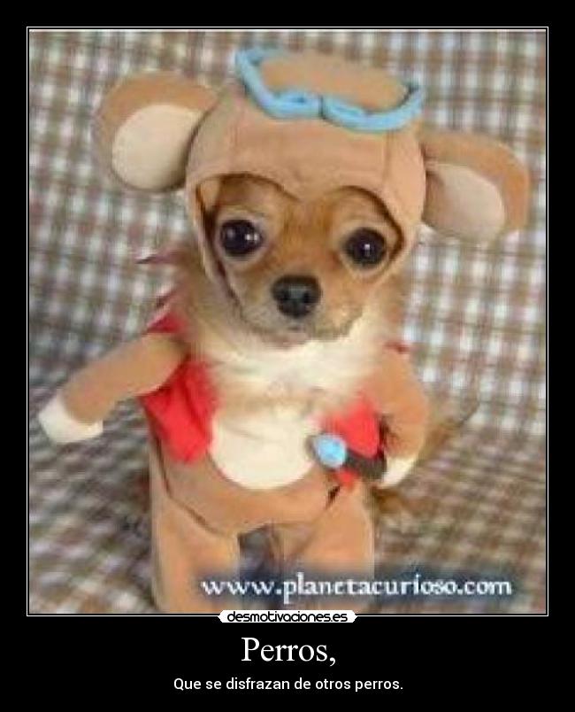 Perros, - Que se disfrazan de otros perros.