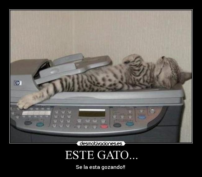 ESTE GATO... - 