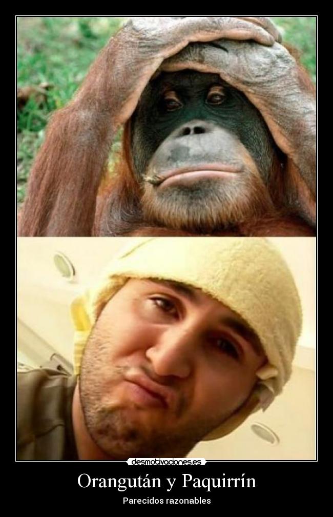 carteles orangutan paquirrin parecidos desmotivaciones