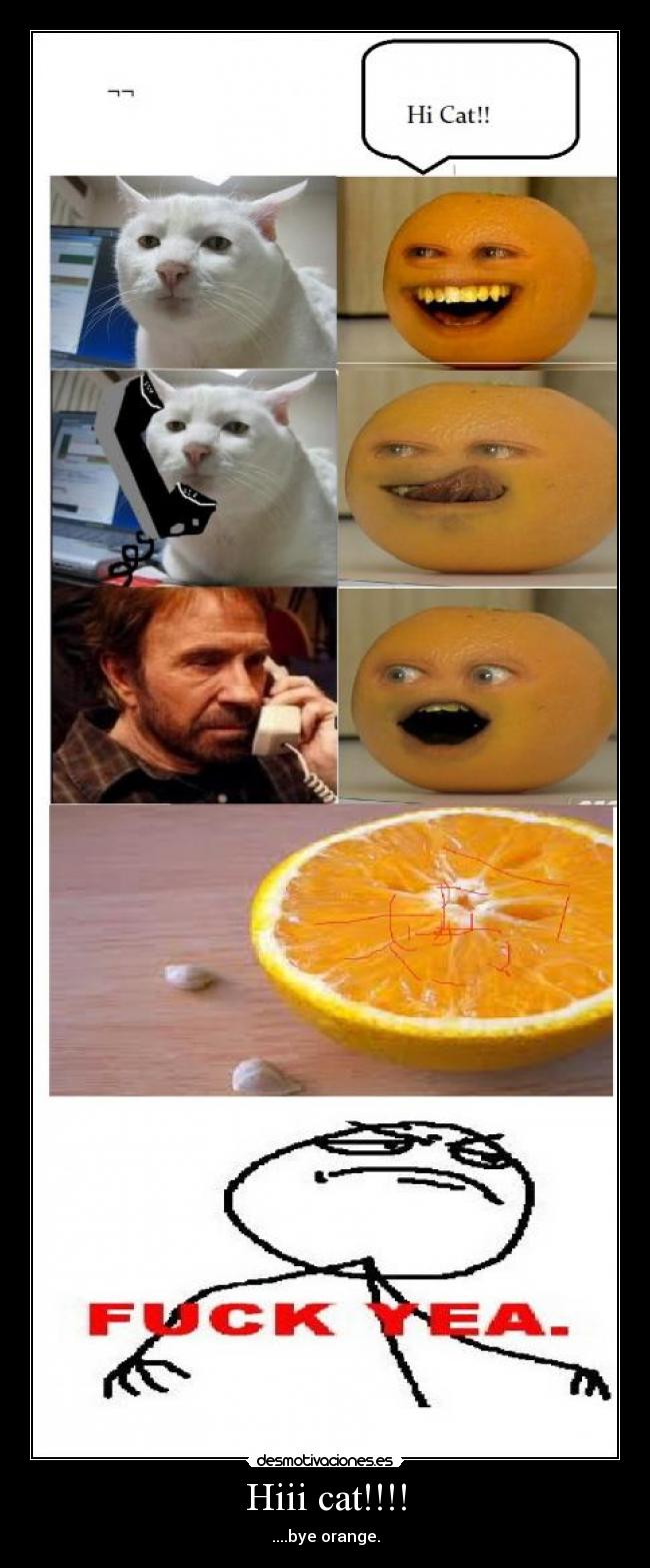 Hiii cat!!!! -