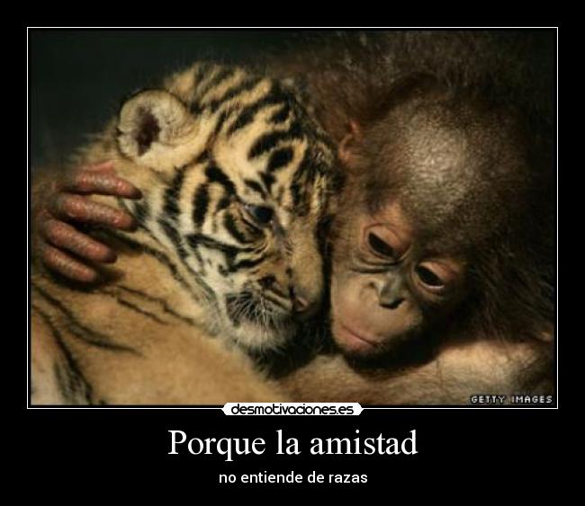 carteles amistad monotigreamigos desmotivaciones