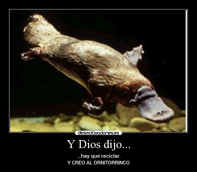 Y Dios dijo... - ...hay que reciclar.
Y CREO AL ORNITORRINCO