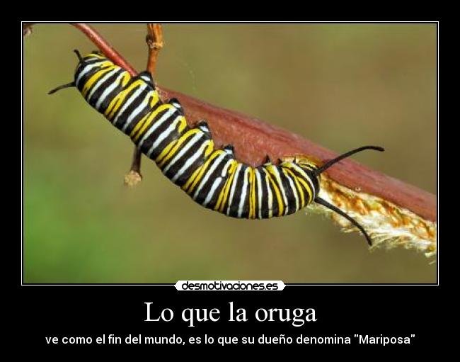 Lo que la oruga - ve como el fin del mundo, es lo que su dueño denomina Mariposa