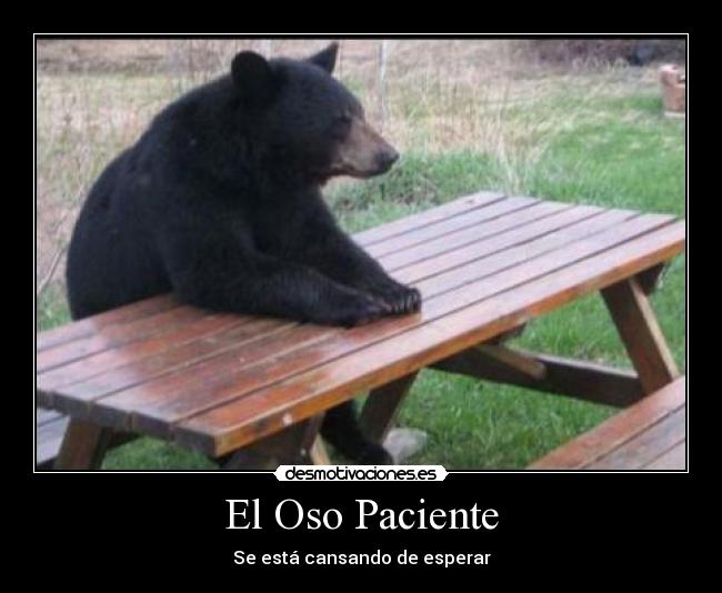 carteles el oso paciente se esta cansando de esperar negro oso negro sentado mesa desmotivaciones