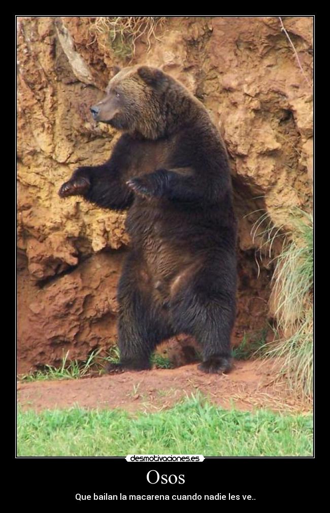 Osos - Que bailan la macarena cuando nadie les ve..