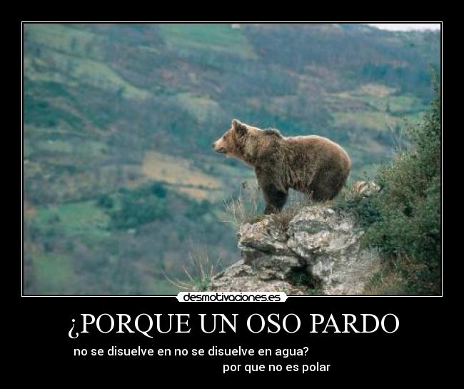 carteles oso polar pardo desmotivaciones