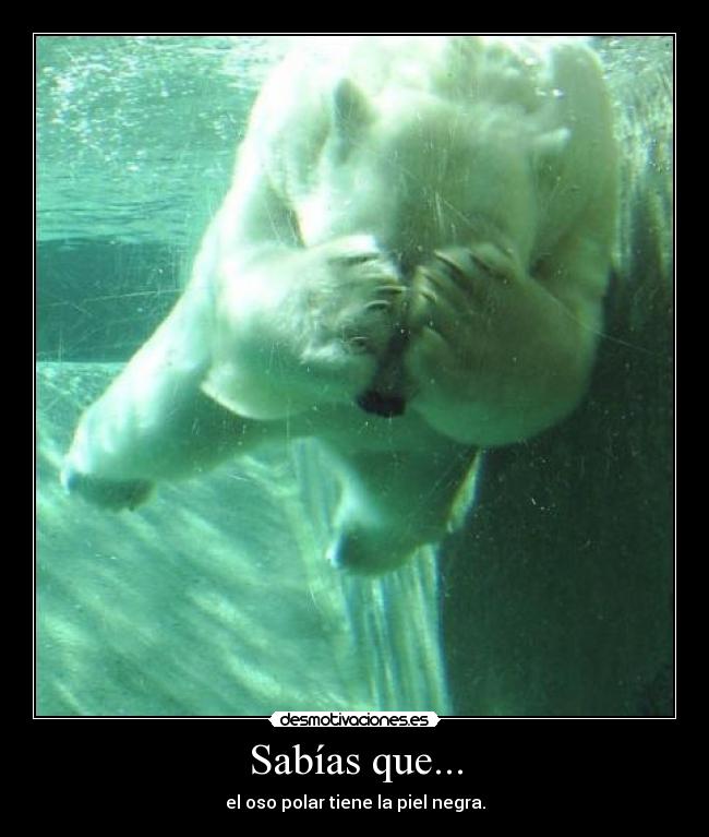 Sabías que... - el oso polar tiene la piel negra.