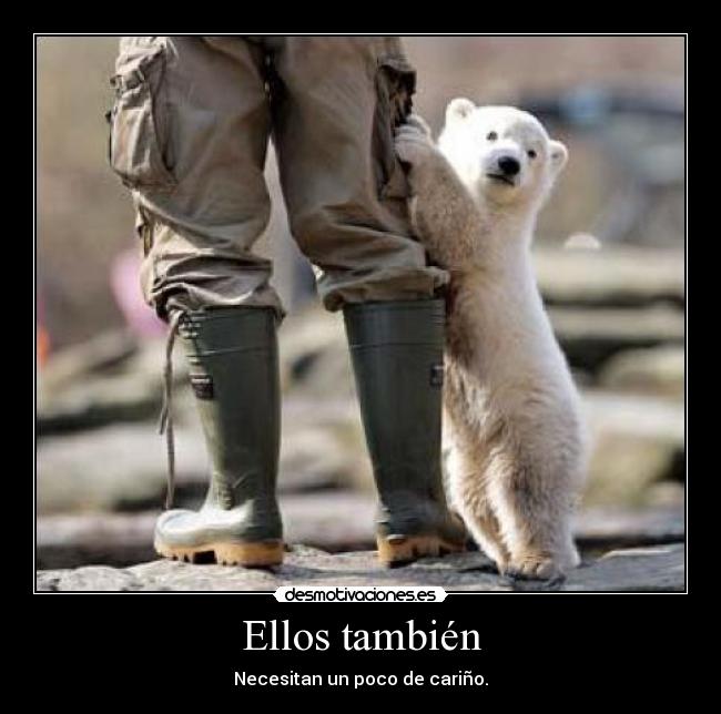 Ellos también - Necesitan un poco de cariño.