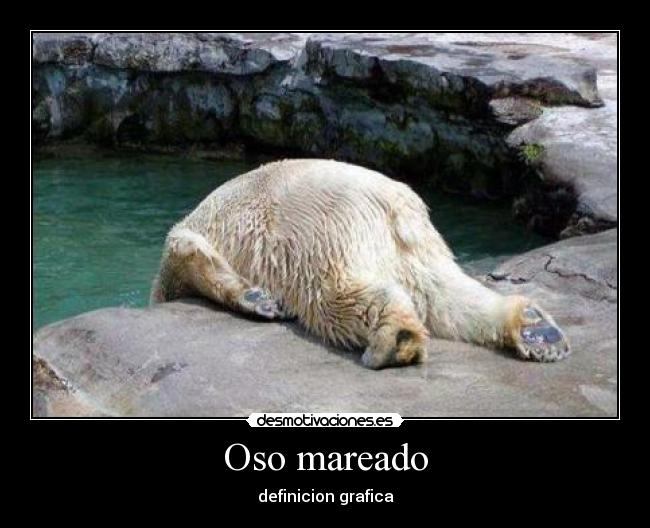 Oso mareado -