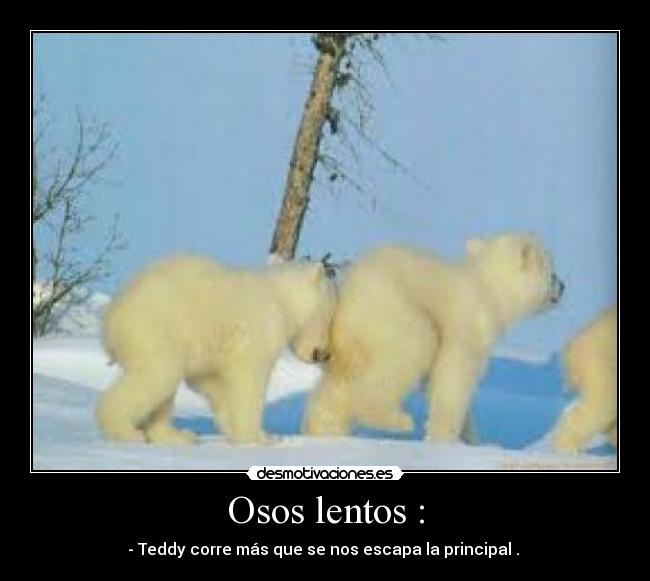 Osos lentos : - 
