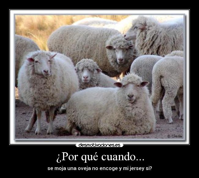 ¿Por qué cuando... - se moja una oveja no encoge y mi jersey si?