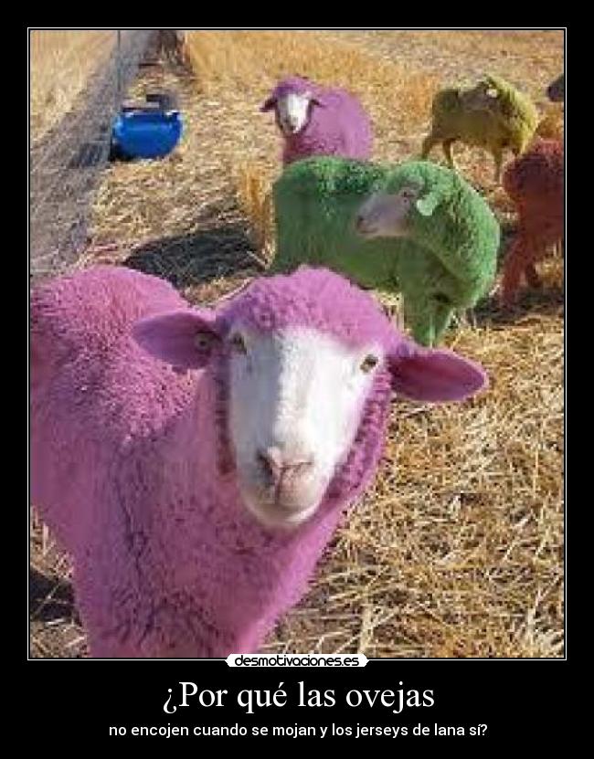 ¿Por qué las ovejas - no encojen cuando se mojan y los jerseys de lana sí?