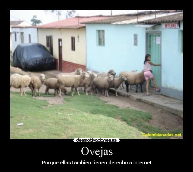 Ovejas - 
